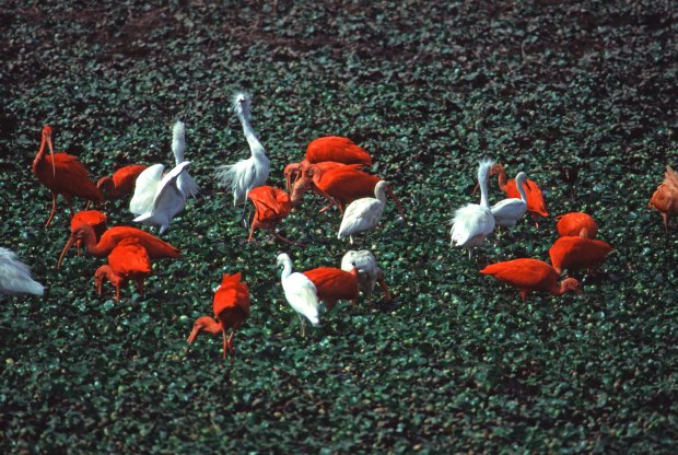 2002March - Snowy Egret Scarlet Ibis White Ibis - Hato Cedral Vzla - by HugoArnal_LRes