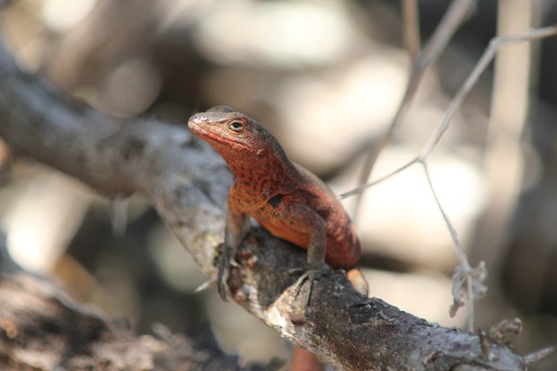 2011_12_07_ECU_Galapagos__Isla Pinzon_Pinzon Lava Lizard_ByHugoArnal (2)_V02